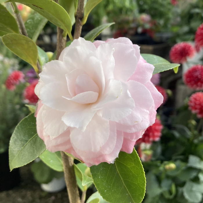 椿 ツバキ 4号 タミア［こだわりの前田ナーセリー苗］｜花木04-PA