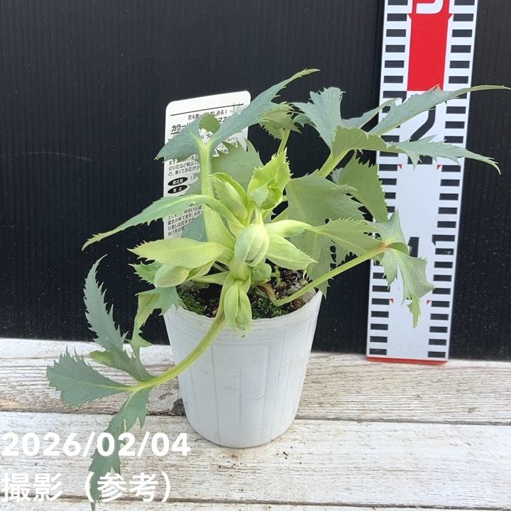 カラーリーフクリスマスローズ 3.5号 ステルニー スーパーシルバー（緑軸）松村ナーセリー｜山野04-PA