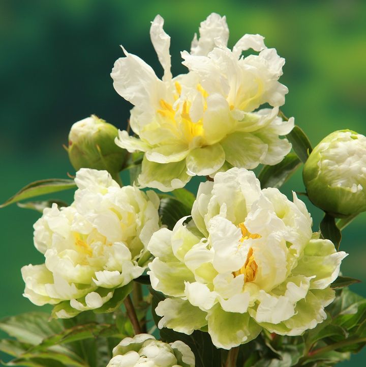 芍薬 アメリカシャクヤク 4号ロング グリーンハロー|草花04-PA