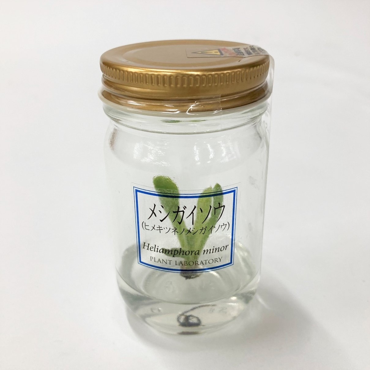 ビンの中で育む植物 植物ラボ メシガイソウ : Heliamphora minor※お届けまでに最大14日｜観葉07-TU