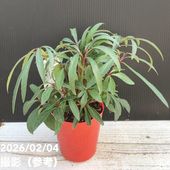 クリスマスローズ 原種 クロアチカス 5号ポット｜山野04-PA | 草花