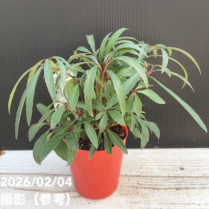 カラーリーフクリスマスローズ 3.5号 フェチダス レッドスター 松村ナーセリー｜山野04-PA