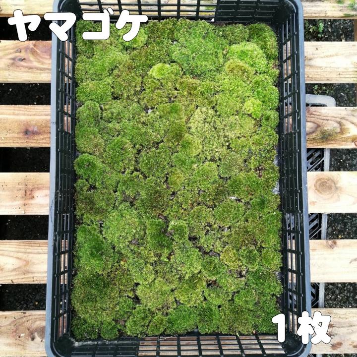 苔トレー ヤマゴケ 山苔｜山野04-PA