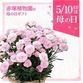 アンスリウム ジャングルキング 5号｜観葉04-PA | 観葉・多肉 | 赤塚