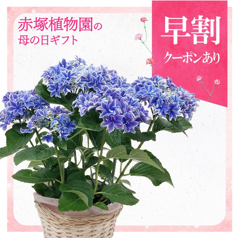 【早割期間中！】母の日ギフト2026 アジサイ 月虹（ブルー）5号｜鉢花10-TU