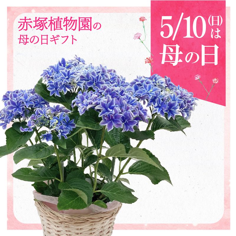 お届け5/12以降】母の日ギフト2026 アジサイ 月虹（ブルー）5号｜鉢花