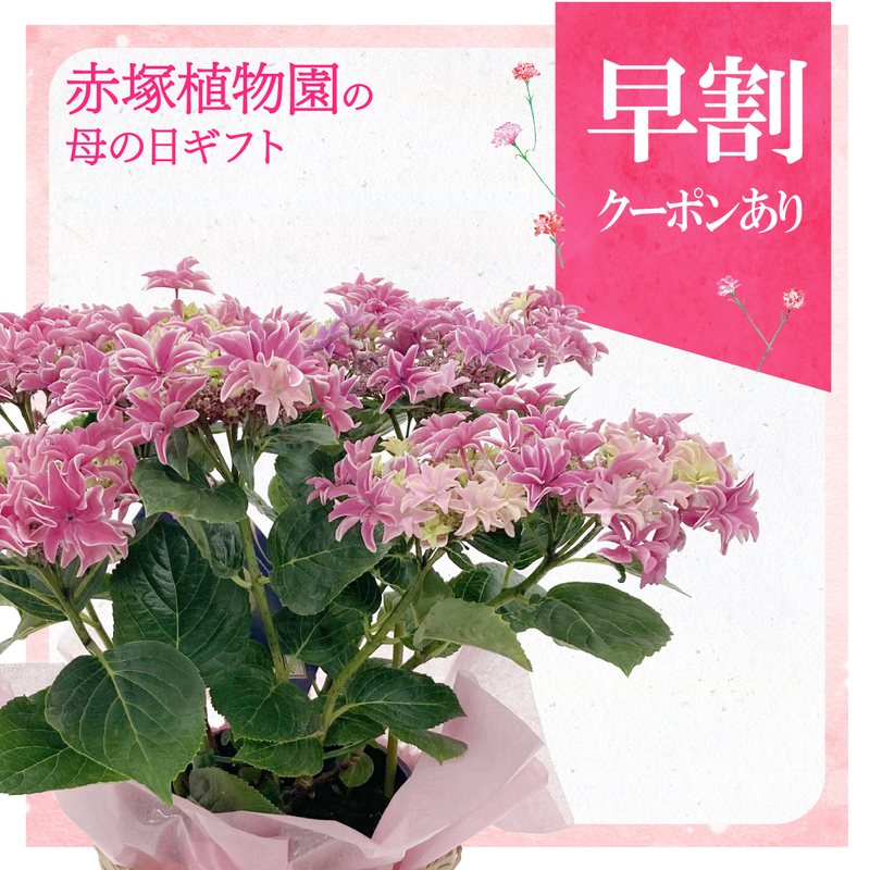 【早割期間中！】母の日ギフト2026 アジサイ 月虹（ピンク）5号｜鉢花10-TU