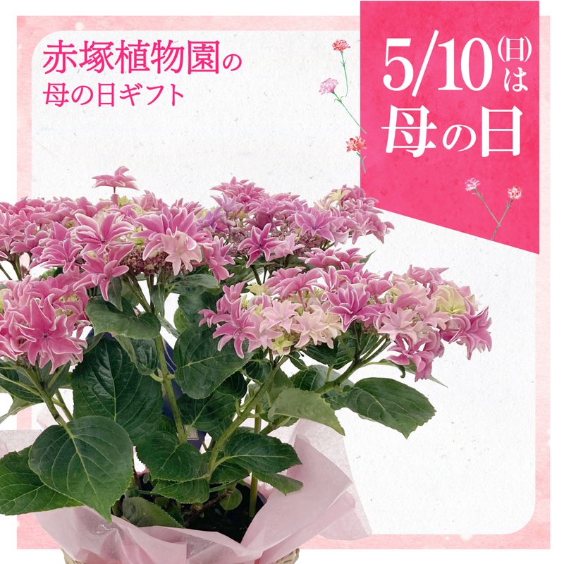 【お届け5/12以降】母の日ギフト2026 アジサイ 月虹(ピンク)5号|鉢花10-TU