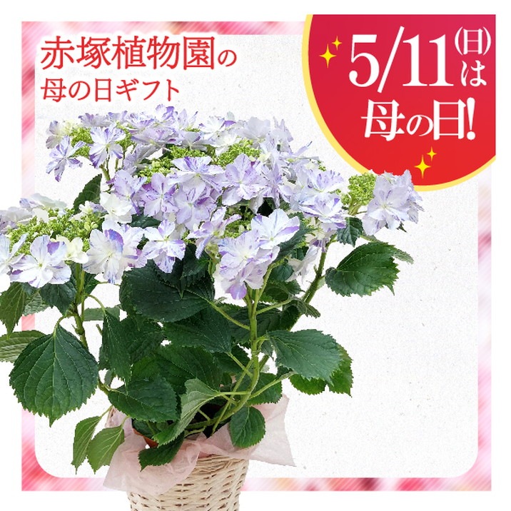 【締切延長！5/9 午前9時まで】母の日ギフト2025 アジサイ 衣純千織（イズミチオリ）ブルー 5号｜鉢花10-TU