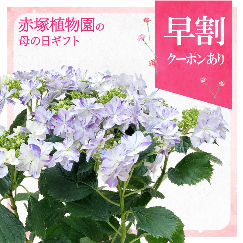 【早割期間中!】母の日ギフト2026 アジサイ 衣純千織イズミチオリ(ブルー)5号|鉢花10-TU