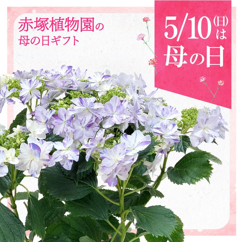 【お届け5/12以降】母の日ギフト2026 アジサイ 衣純千織イズミチオリ（ブルー）5号｜鉢花10-TU