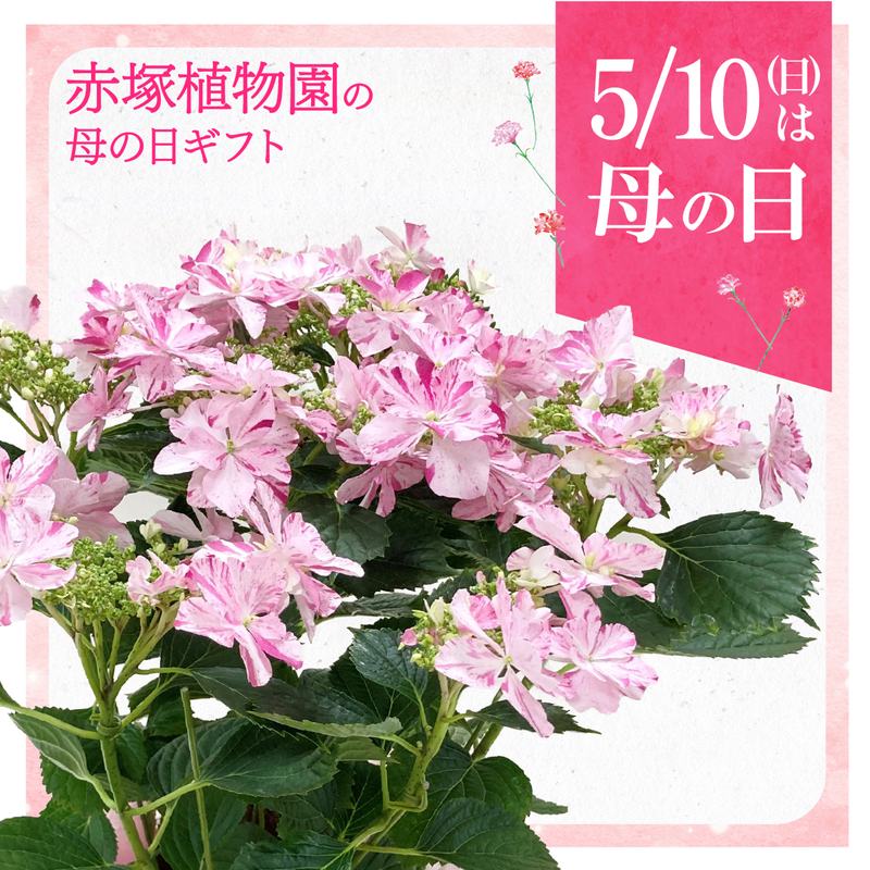【お届け5/12以降】母の日ギフト2026 アジサイ 衣純千織イズミチオリ（ピンク）5号｜鉢花10-TU