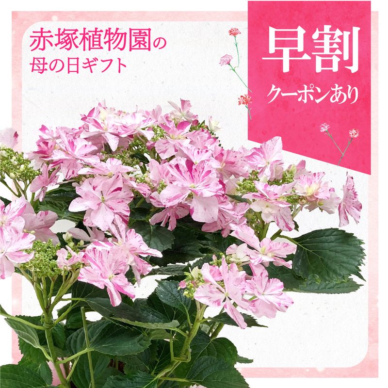 【早割期間中!】母の日ギフト2026 アジサイ 衣純千織イズミチオリ(ピンク)5号|鉢花10-TU