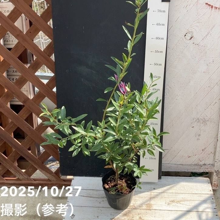 ブルーベリー ピンクレモネード