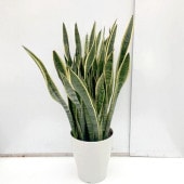 期間限定10％OFF！】サンスベリア 7号 ローレンチー プラスチック鉢