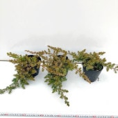 デスメティアーナ　現地引取り限定 ユッカ デスメティアーナ 引取り可能