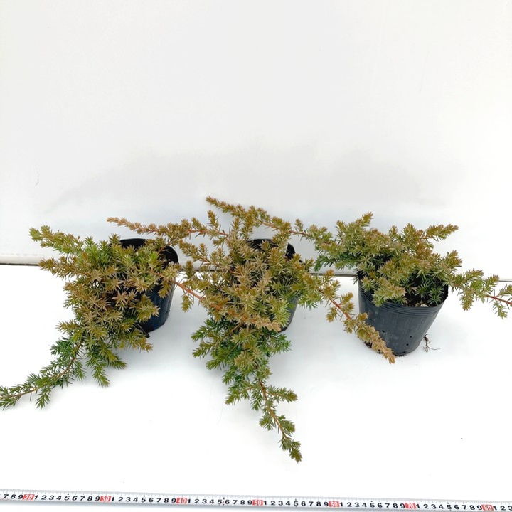 常緑・這性(はいせい)コニファー ブルーパシフィック 5号×3鉢セット ※お届けに10日程度かかる場合がございます。|花木10-TN