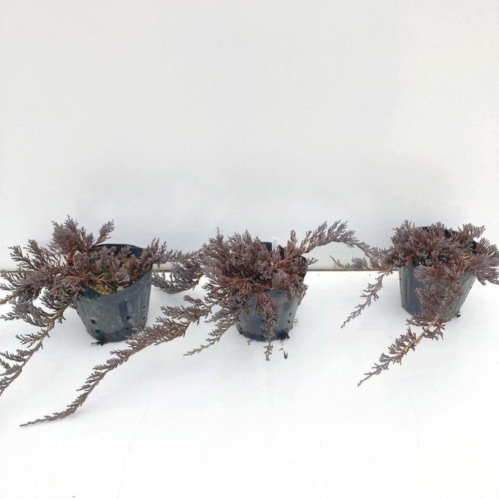 常緑・這性（はいせい）コニファー ウィルトニー 5号×3鉢セット ※お届けに10日程度かかる場合がございます。｜花木10-TN