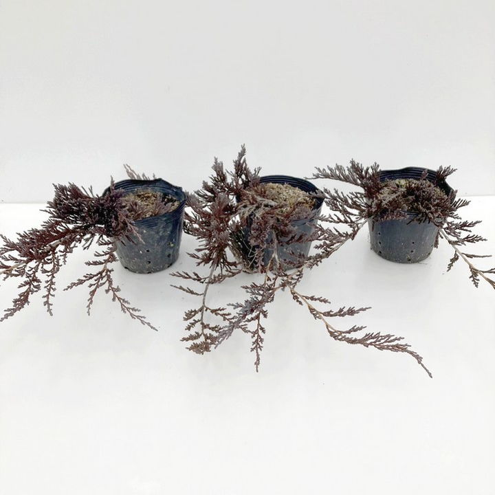 常緑・這性（はいせい）コニファー バーハーバー 5号×3鉢セット ※お届けに10日程度かかる場合がございます。｜花木10-TN