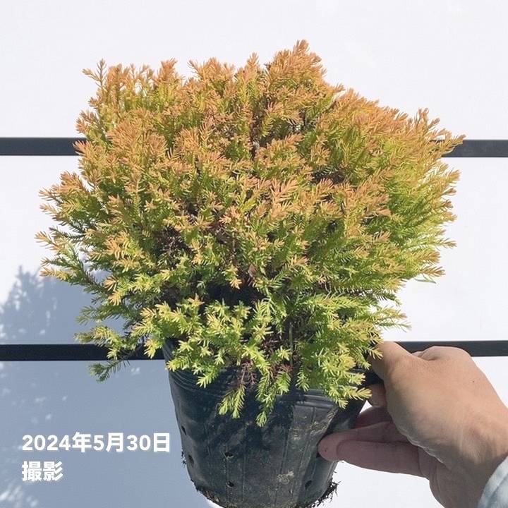 常緑コニファー ラインゴールド 5号 ※お届けに10日程度かかる場合がございます。｜花木10-TN