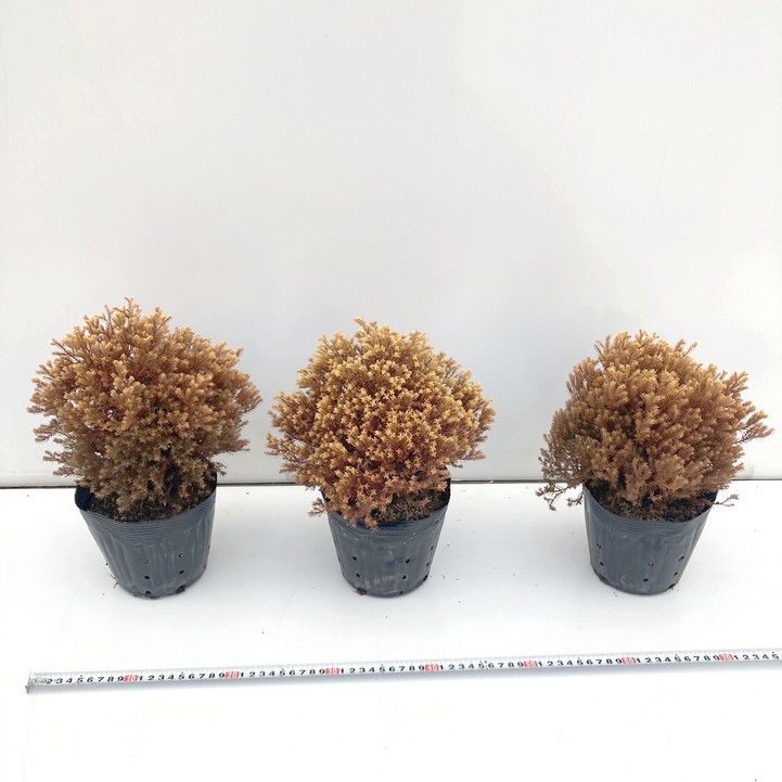 常緑コニファー ラインゴールド 5号×3鉢セット ※お届けに10日程度かかる場合がございます。｜花木10-TN