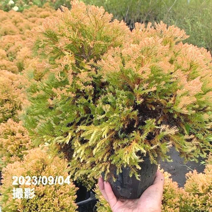 常緑コニファー ラインゴールド 5号大株 ※お届けに10日程度かかる場合がございます。|花木10-TN