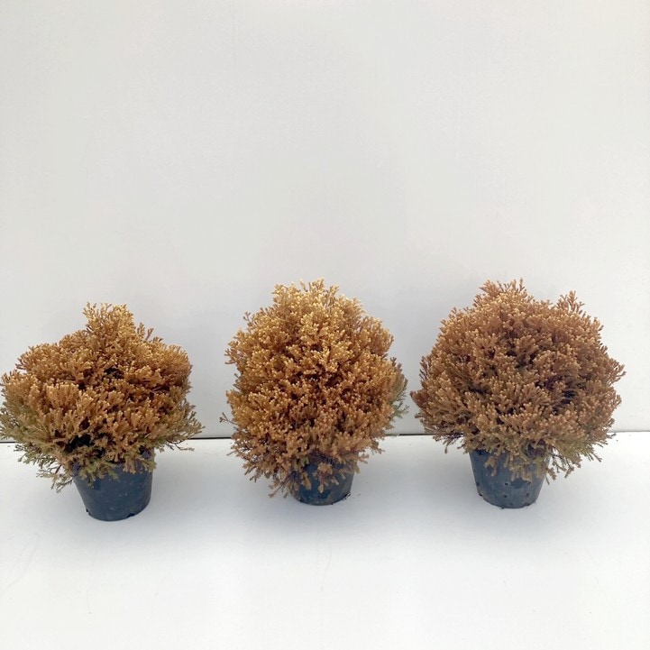 常緑コニファー ラインゴールド 5号大株×3鉢セット ※お届けに10日程度かかる場合がございます。｜花木10-TN