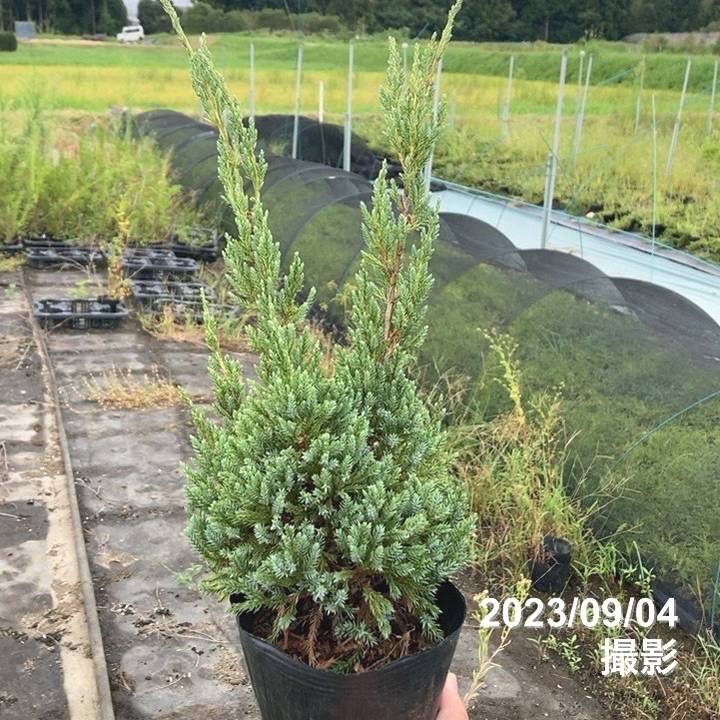 常緑・這性（はいせい）コニファー ドリームジョイ 5号 ※お届けに10日程度かかる場合がございます。｜花木10-TN