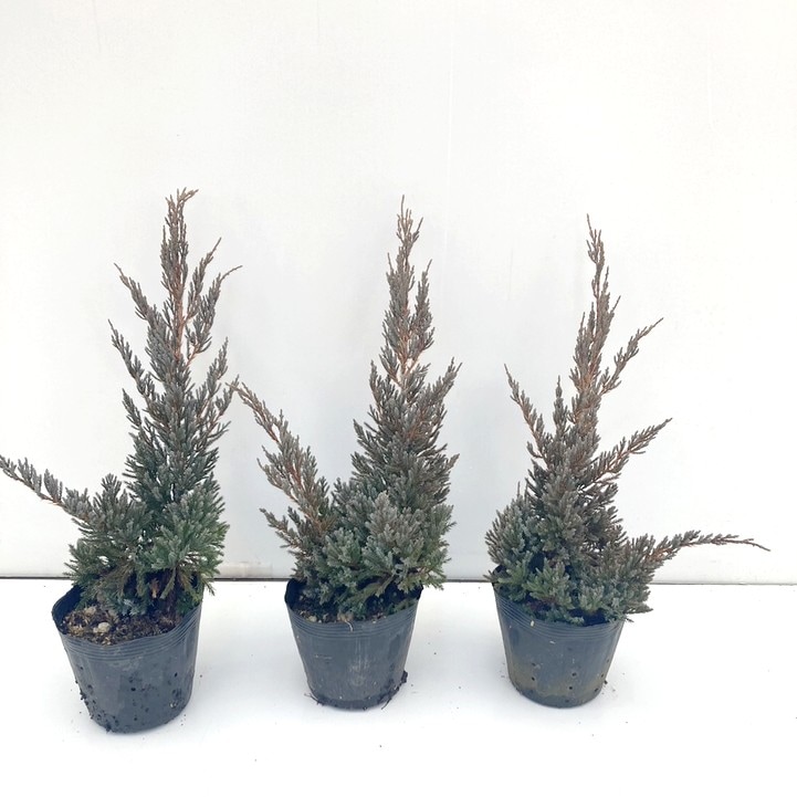 常緑・這性（はいせい）コニファー ドリームジョイ 5号×3鉢セット ※お届けに10日程度かかる場合がございます。｜花木10-TN