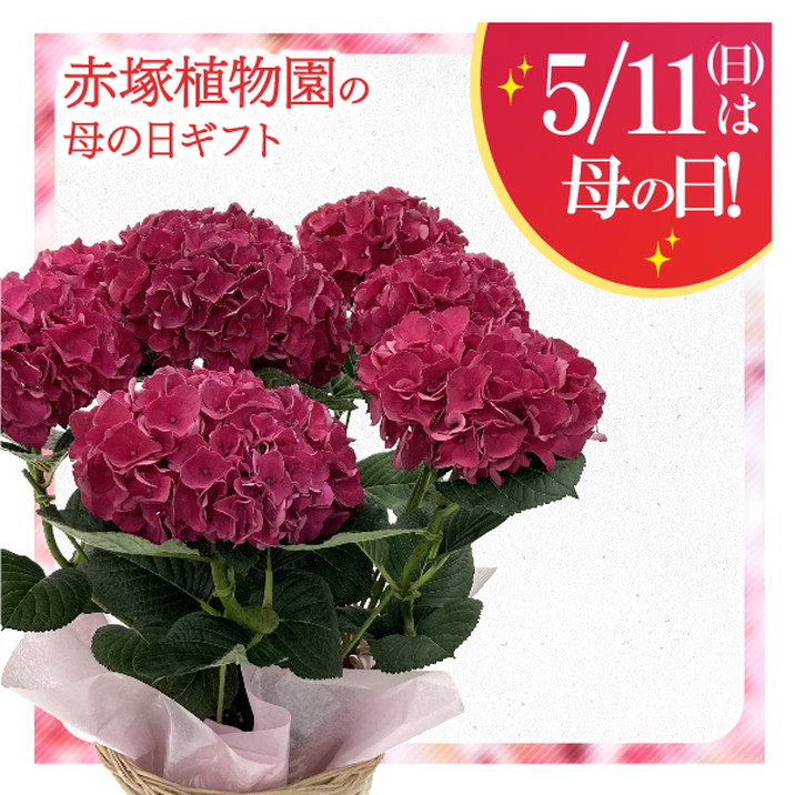 母の日ギフト2025 アジサイ ロマネルージュ 5号｜鉢花10-TU