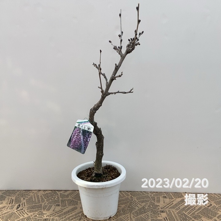 花ふじ(紫)6号|花木10-TU