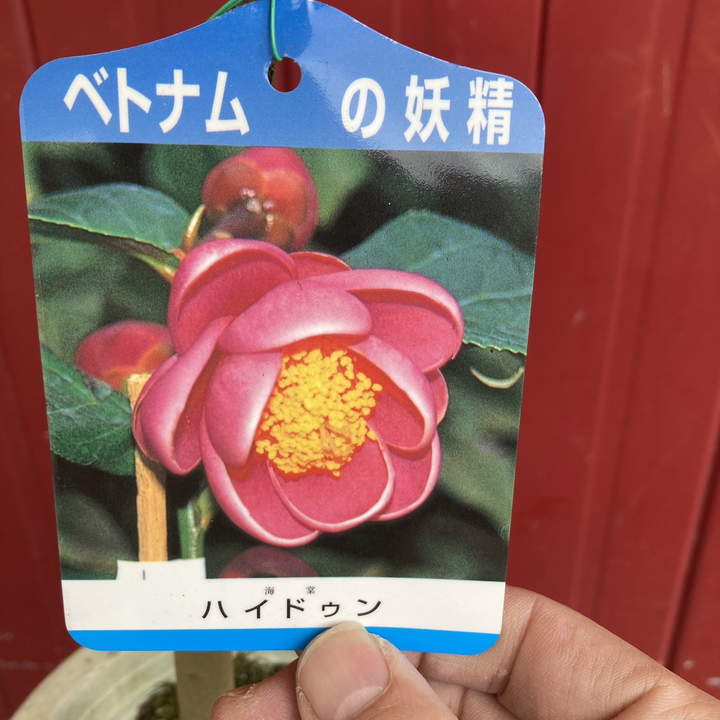 椿 ツバキ 6号 ハイドゥン｜花木04-PA