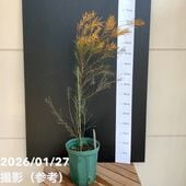オーラックス カンセラータ ブロンズ ヘイズ 5号｜花木04-PA | 花木