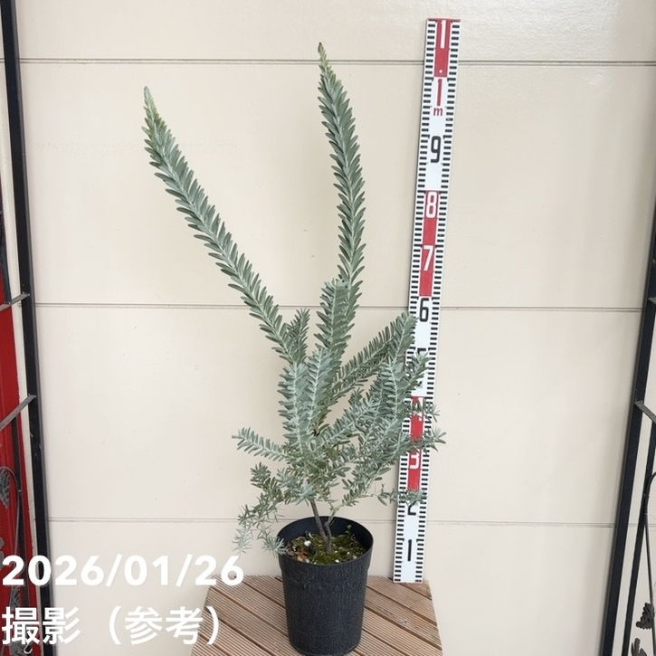 アカシア ブルーブッシュ