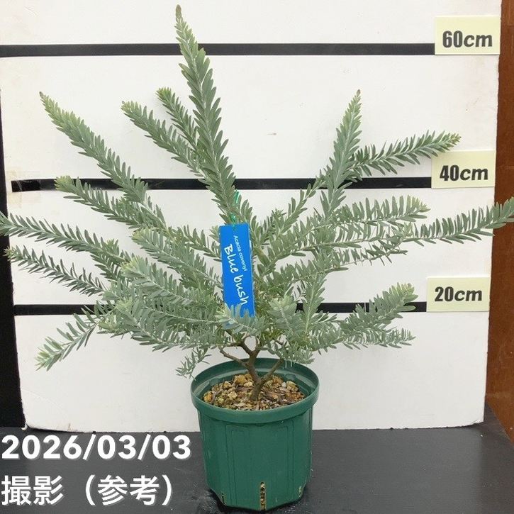 アカシア ブルーブッシュ 6号｜花木10-TU