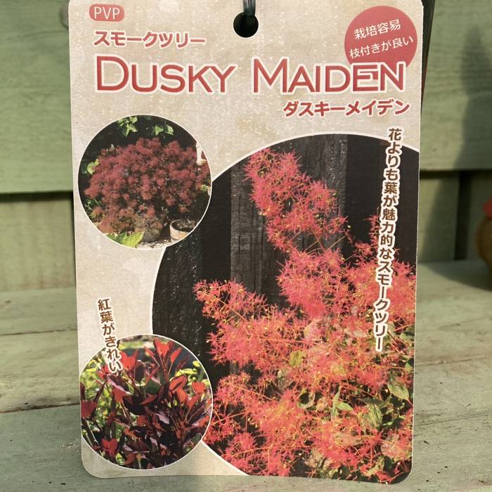 スモークツリー ダスキーメイデン 7号 PVP｜花木04-PA