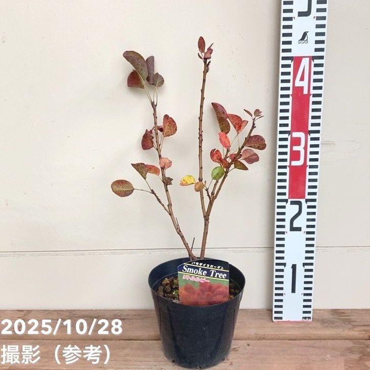 大株 スモークツリー ルビーハート 雌株 煙の木 挿し木 苗木 花木 49 花木