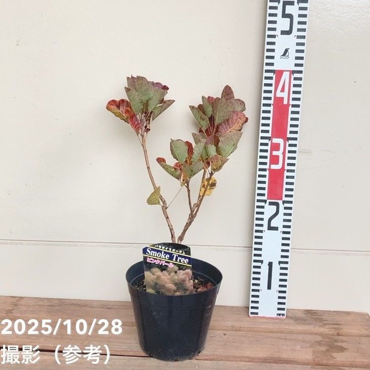 スモークツリー と紫陽花の3連ボールガーランド　千鳥草　フランネルフラワー スモークツリー と紫陽花の3連ボールガーランド 千鳥草 フランネルフラワー