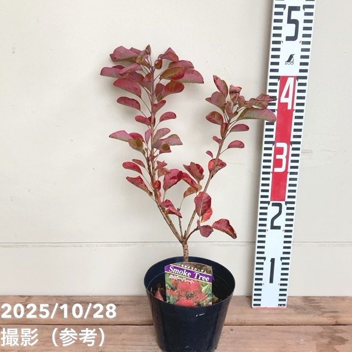 花木・庭木,スモークツリーの購入なら赤塚植物園オンライン 花の音