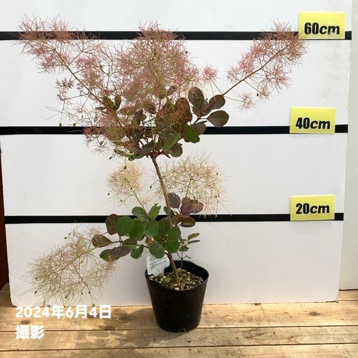 スモークツリー ピンクエンジェル 4.5号｜花木10-TU