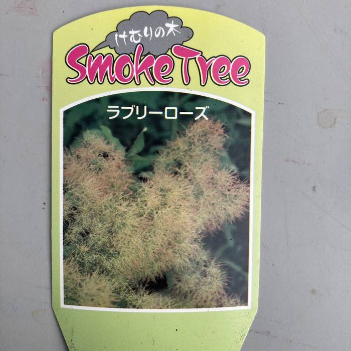 スモークツリー ラブリーローズ 4.5号｜花木04-PA