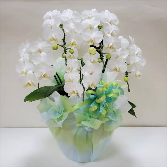 熟成胡蝶蘭（R）5本立 コチョウラン｜手作04-PA