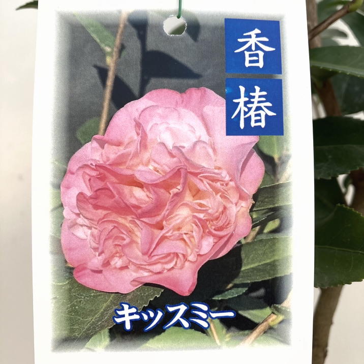 香椿 ツバキ 4号 キッスミー｜花木10-TU