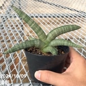 ユッカ 6号 リネアリフォリア（Yucca linearifolia）｜花木01-D1