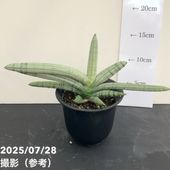 アガベ 3.5号 オバティフォリア フロスティブルー ovatifol. Frosty