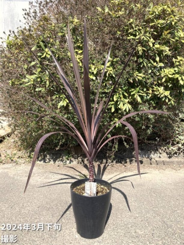 【数量限定】コルジリネ 8号 オーストラリス ブラックナイト｜s200｜観葉01-D1