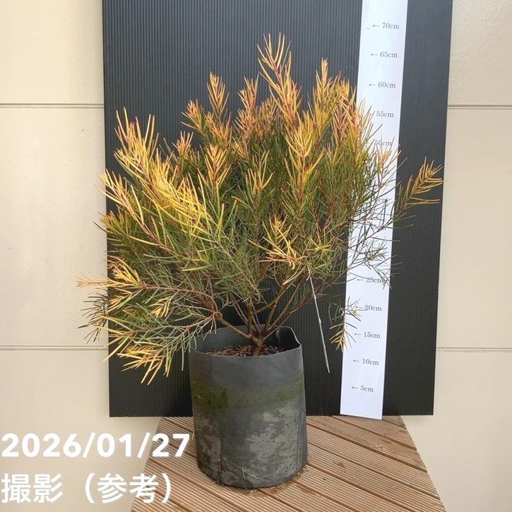 アカシア フェニックスゴールド6号