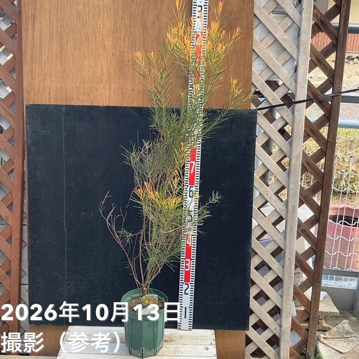 アカシア フェニックスゴールド 6号|花木04-PA