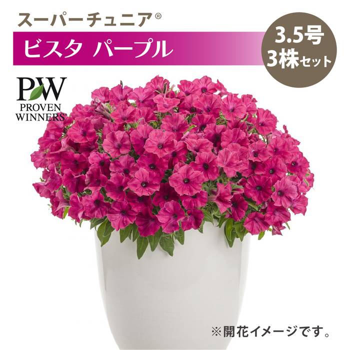 PW スーパーチュニア ビスタ パープル 3.5号×3株セット PVP｜草花04-PA