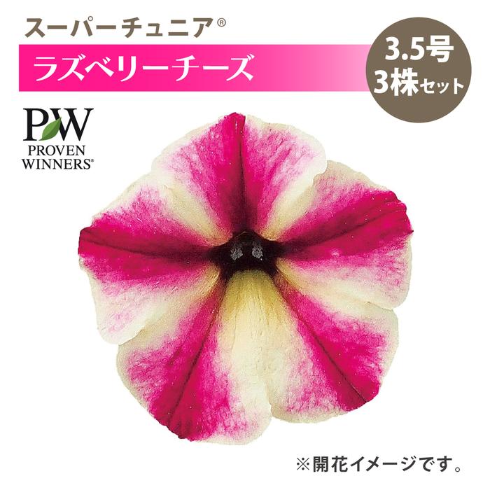 PW スーパーチュニア ラズベリーチーズ 3.5号×3株セット｜草花04-PA
